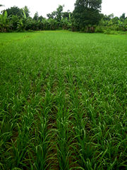 SRI plot